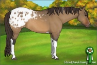 Horse Color:Bay Dun Tobiano Appaloosa