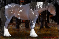 Horse Color:White Spotted Liver Red Roan 