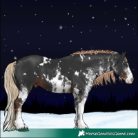 Horse Color:White Spotted Liver Chestnut 