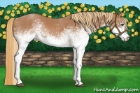 Horse Color:White Spotted Chestnut