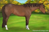 Horse Color:Liver Chestnut 