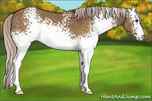 Horse Color:White Spotted Silver Brown Dun 