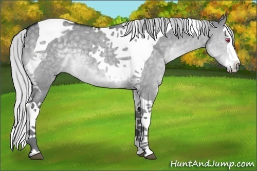 Horse Color:Silver Grullo Chinchilla Splash Tobiano 