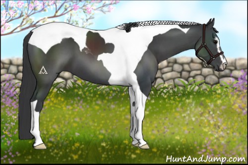 Horse Color:Black Sabino Tobiano 