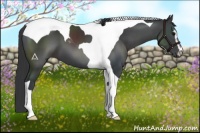 Horse Color:Black Sabino Tobiano 
