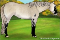 Horse Color:Silver Grullo Roan Onyx Sabino Rabicano