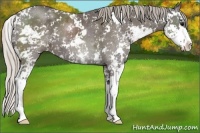 Horse Color:Silver Black Sabino 