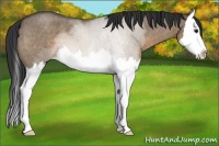 Horse Color:Brown Roan Dun Splash