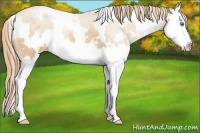 Horse Color:White Spotted Gold Champagne Roan Splash
