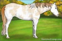 Horse Color:White Spotted Gold Champagne Roan Dun Splash