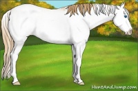 Horse Color:Gold Champagne Pearl Dun Sabino Splash Blanket 