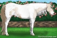 Horse Color:Black Pearl Sabino Tobiano 