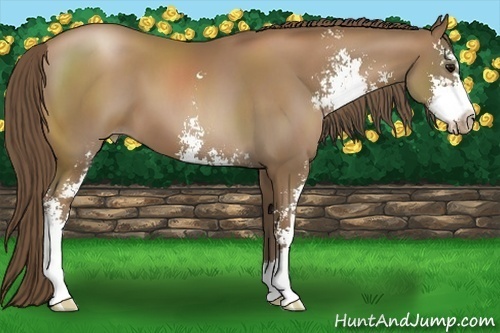 Horse Color:Black Pearl Sabino 