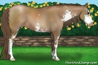 Horse Color:Black Pearl Sabino 