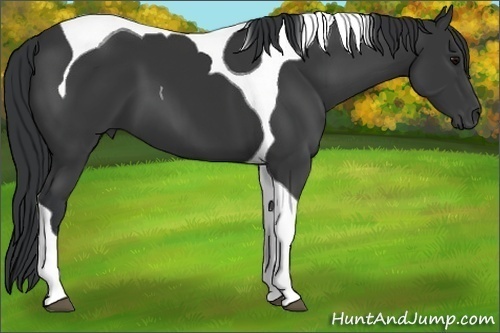 Horse Color:Black Tobiano 