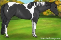 Horse Color:Black Tobiano 