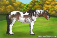 Horse Color:White Spotted Brown Tobiano 