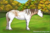 Horse Color:White Spotted Brown Pearl Splash 