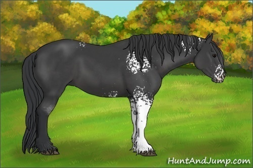 Horse Color:White Spotted Black
