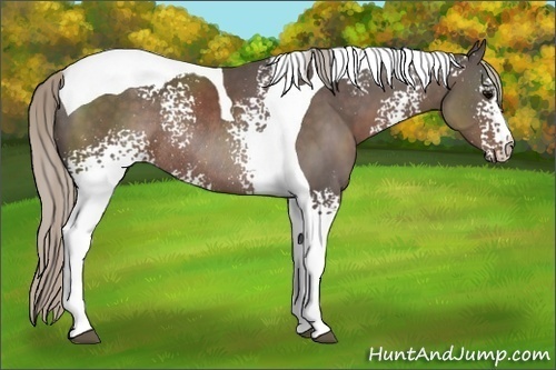 Horse Color:White Spotted Silver Black Tobiano Rabicano