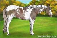 Horse Color:White Spotted Silver Black Tobiano Rabicano 