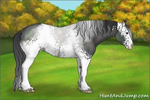 Horse Color:White Spotted Black Sabino 