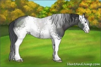Horse Color:White Spotted Black Sabino