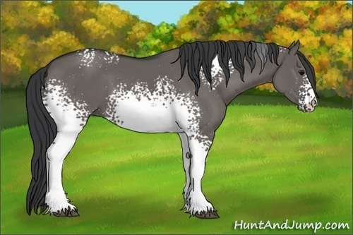 Horse Color:White Spotted Grullo 