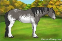 Horse Color:White Spotted Grullo
