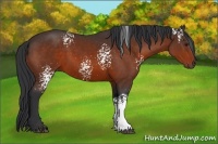 Horse Color:White Spotted Brown 