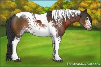 Horse Color:White Spotted Brown Tobiano 