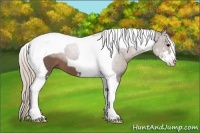 Horse Color:Silver Black Sabino Tobiano 