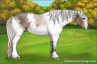 Horse Color:White Spotted Silver Black 