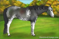 Horse Color:White Spotted Black Sabino Rabicano 