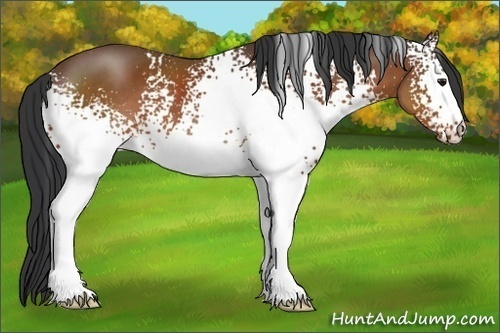 Horse Color:White Spotted Brown