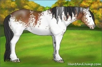 Horse Color:White Spotted Brown 