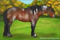 Horse Color:White Spotted Brown Sabino