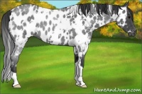 Horse Color:White Spotted Blue Roan Appaloosa 