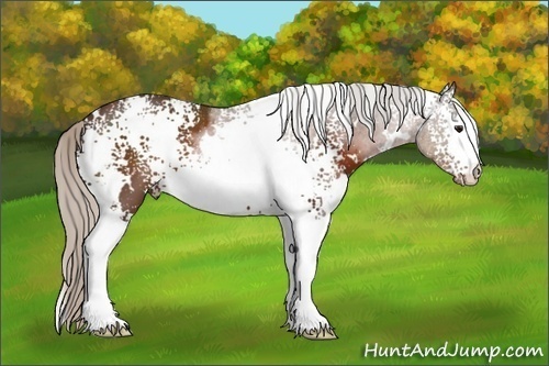Horse Color:White Spotted Silver Brown 