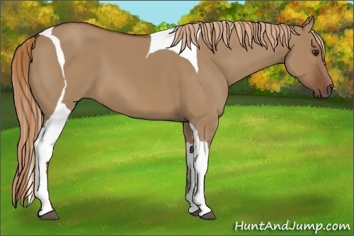 Horse Color:Red Dun Tobiano