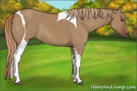 Horse Color:Red Dun Tobiano