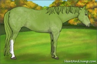 Horse Color:Watercolor Liver Chestnut 