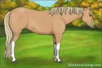 Horse Color:Watercolor Silver Grullo