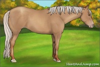 Horse Color:Silver Classic Champagne Sabino