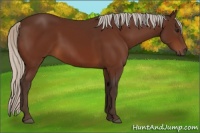 Horse Color:Silver Brown 