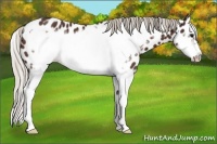 Horse Color:Silver Brown Sabino Splash Frame Appaloosa 