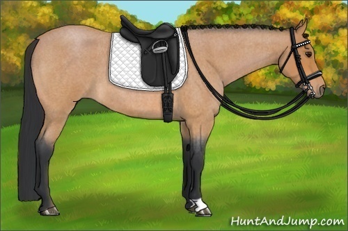 Horse Color:Bay Roan 