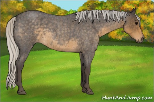 Horse Color:Silver Smoky Blue Roan