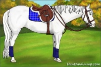 Horse Color:Gold Cream Champagne Ice Appaloosa Rabicano
