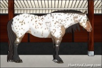 Horse Color:Bay Dun Sabino Appaloosa